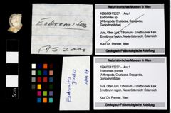 Foto (Objekt + Etikett) von Eodromites grandis  (NHMW-GEO-1990-0041-3237)